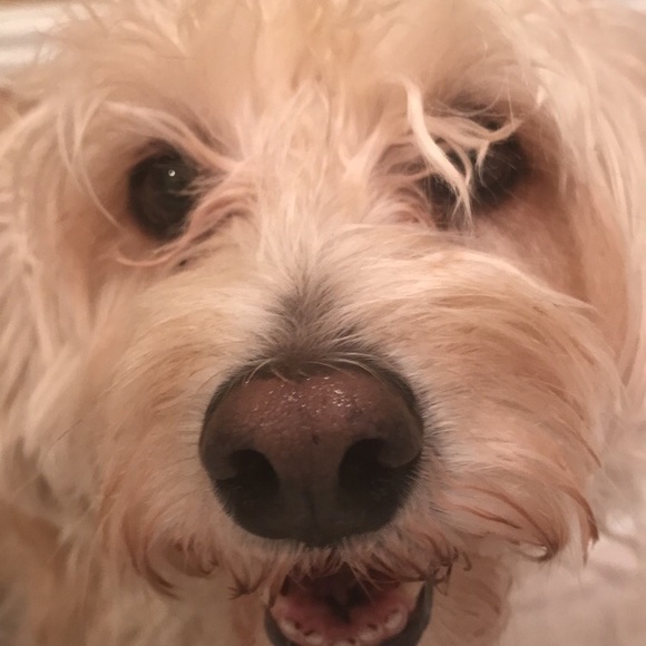 Meet your Posher, Krista - Picture 1 of 1